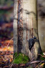 Pic noir (Dryocopus martius)