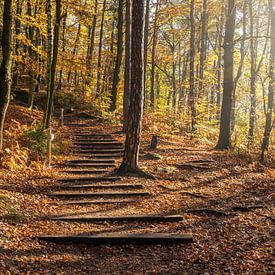 Papststein, Saksisch Zwitserland - Herfstbos van Pixelwerk