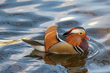 Mandarin duck 6 by t.ART