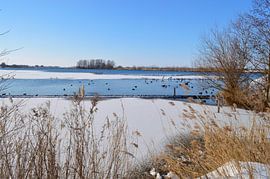 Variety of water birds during winter by Greta Lipman