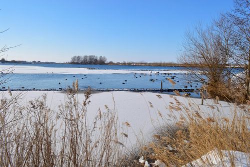 Verscheidenheid aan watervogels tijdens winter