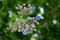 fleur macrofleur