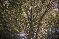 Nur ein Baum