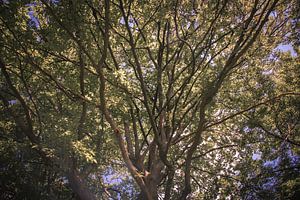 Juste un arbre