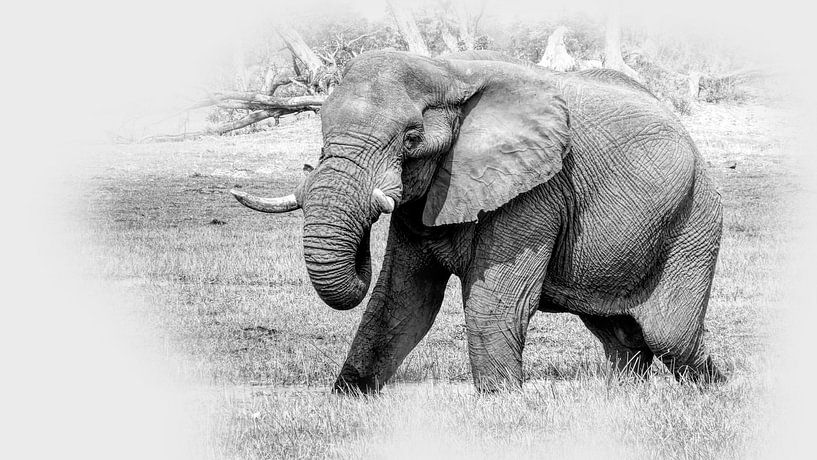 Elefant am Fluss von Eric Nagel