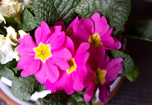 The first flowers in the Emsland garden