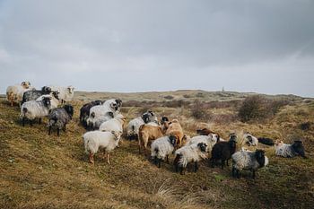 Icelandic sheep in the sober Dutch clay of Texel | Fine Art Nature Photography in the Netherlands