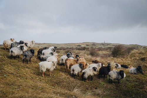 Moutons islandais dans la sobre argile hollandaise de Texel | Photographie de nature aux Pays-Bas