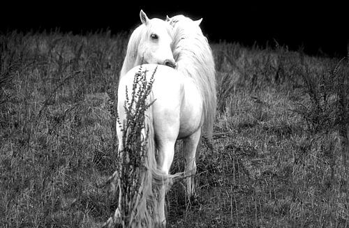 CAMARGUE - PAARDEN 1