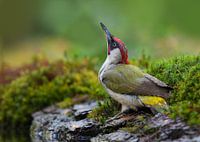 Green woodpecker quenches its thirst and shows off its beautiful colours.