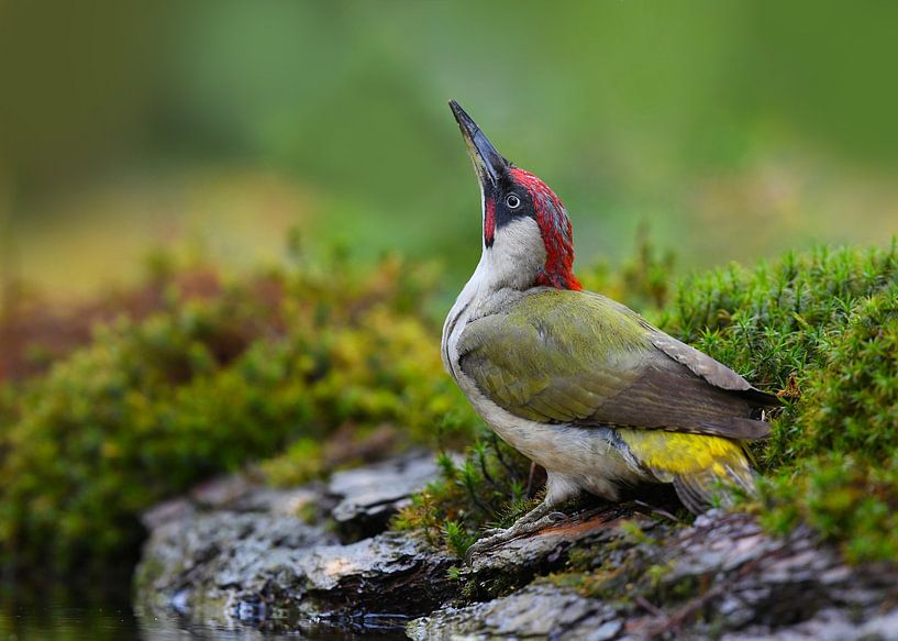 Green woodpecker quenches its thirst and shows off its beautiful colours. by Zeno Swijtink