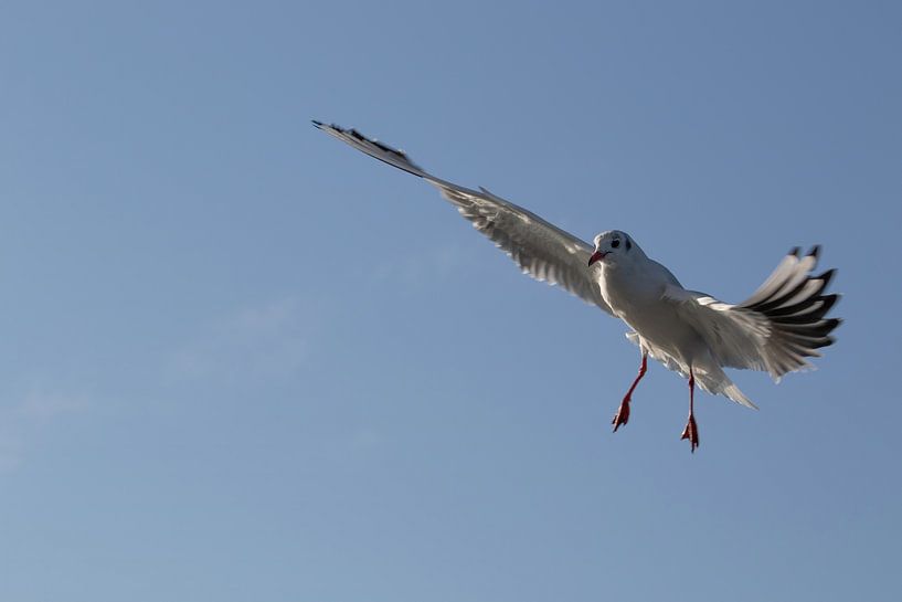 Gull conducting while flying by Anne Ponsen