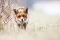 Een nieuwsgierige vos van Pim Leijen thumbnail
