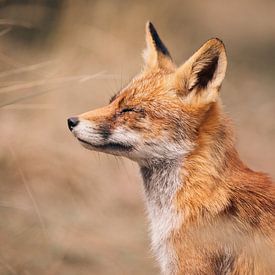 Zonnebadende vos van Fardo Dopstra