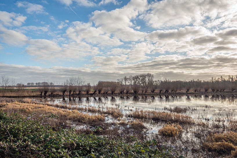 Wolken und Kopfweiden spiegeln sich in einem breiten Bachlauf des Biesbosch von Ruud Morijn
