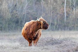 Scottish highlander by ton vogels