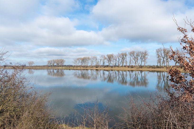row of trees in the Ooijpolder by Merijn Loch