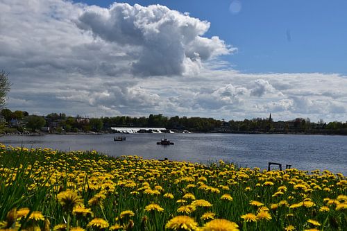 Paardebloemen in bloei in het park