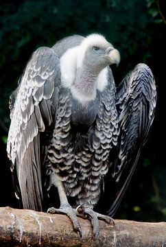 Vautour - un oiseau impressionnant sur Marly De Kok