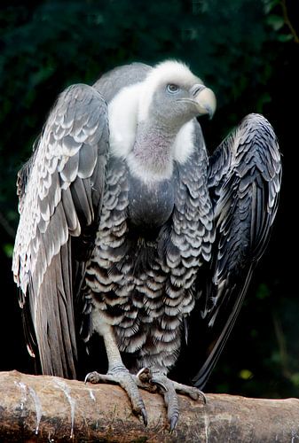 Gier - imposante vogel