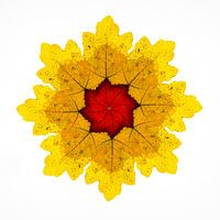 Kaleidoscope of autumn leaves