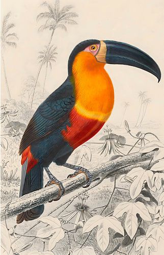 Pied Toucan Vintage Style