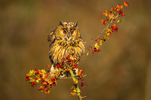 Long-Eared Owl Perched on Autumn Hawthorn Branch with Berries