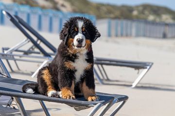 Schattig Berner Sennen hond puppy op het strand van Joost Winkens