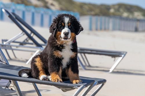 Schattig Berner Sennen hond puppy op het strand