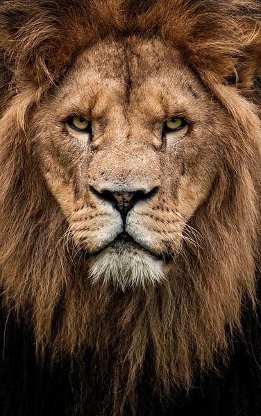 Leo by Design Wall Arts