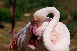Flamingo van John Brugman