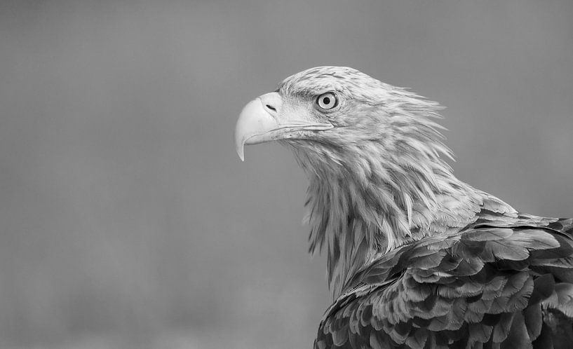 Zeearend zwartwit kopportret by Michel de Beer