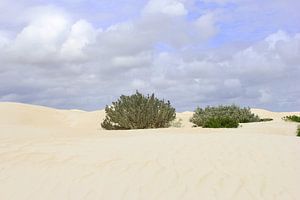 Paysage serein