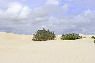 Witte wereld van Inge Hogenbijl