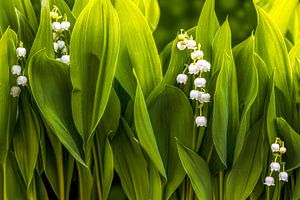 Muguet de la vallée sur Thomas Herzog