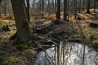 in het bos