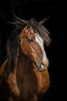 Floris