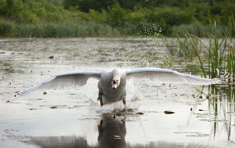 Swan by Corrie Post