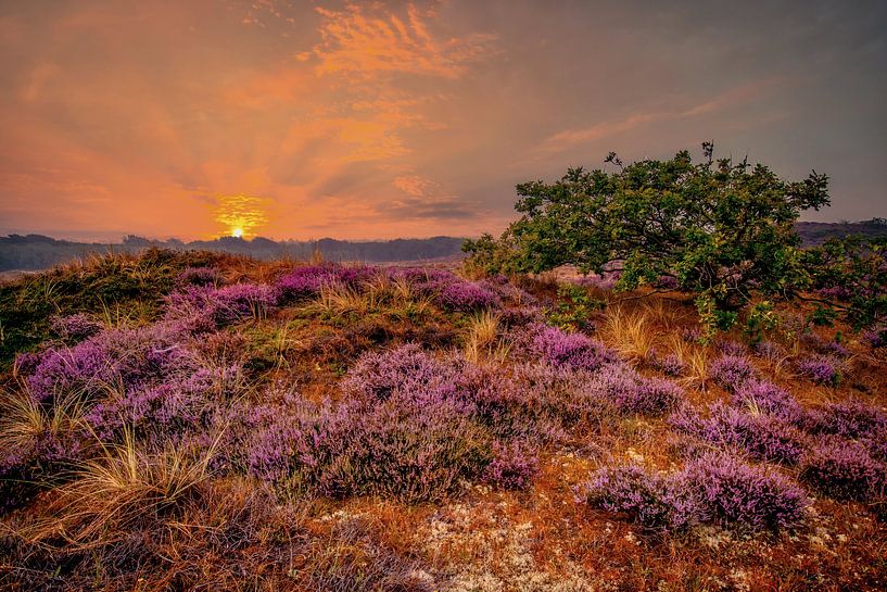 Purple spheres by peterheinspictures