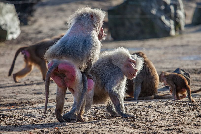 Zwei männliche Paviane von Joost Adriaanse