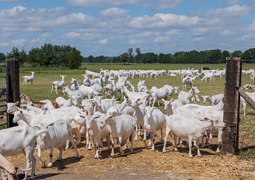 geiten grazen op een grasveld bij een geitenboerderij van ChrisWillemsen