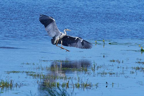 Grijze reiger in vlucht