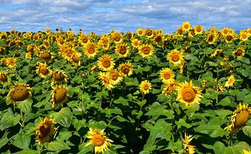 A field of sunflower flowers by Claude Laprise