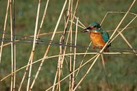 IJsvogel met vis in zijn snavel