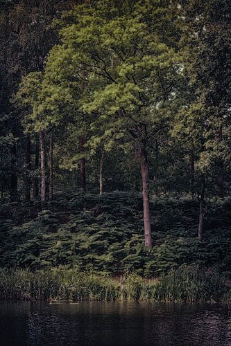 Donker bos aan de waterkant