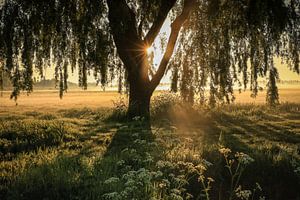 Frühling im Polder bei Sonnenaufgang