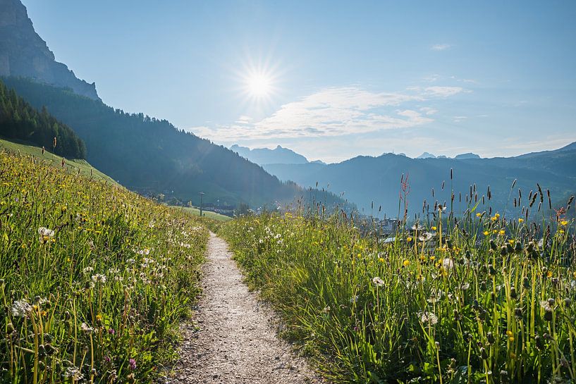 footpath through wildflower meadow, near colfosco, dolomites by SusaZoom