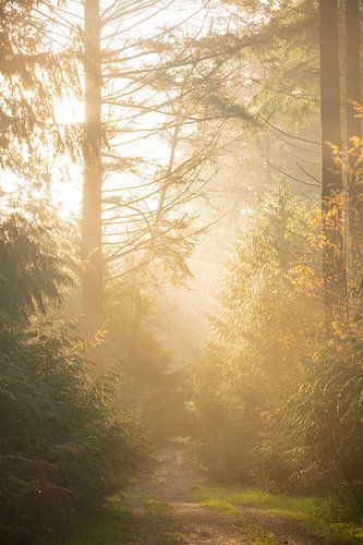 Bospad tijdens een herfstochtend in natuurgebied de Veluwe