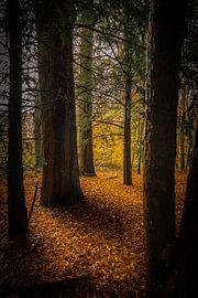 Shadow and light between the trees. by Adrianne Dieleman