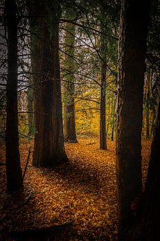 Schatten und Licht zwischen den Bäumen.
